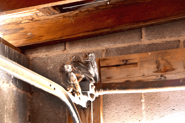 Tucson, Arizona and Pygmy Owls - Armadilla Wax Works Candle Store