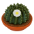 Arizona Cactus Candles - Armadilla Wax Works Candle Factory Store