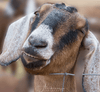 Udderly Natural Goat Milk Lotions - Armadilla Wax Works Candle Store